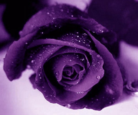 violet-rose.jpg